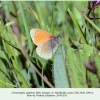 coenonympha symphyta  didi abuli male 3